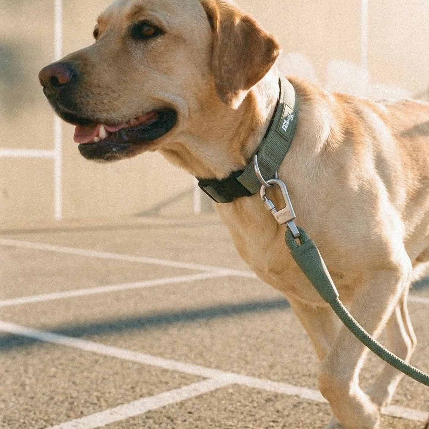 Tactical Dog Collar - Khaki