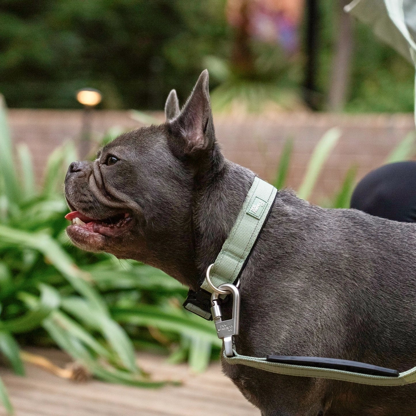 Tactical Dog Collar - Khaki