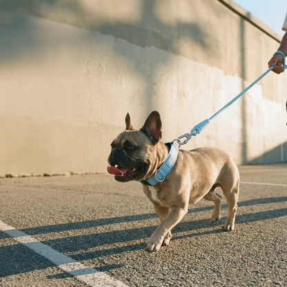 Tactical Dog Collar - Sky Blue