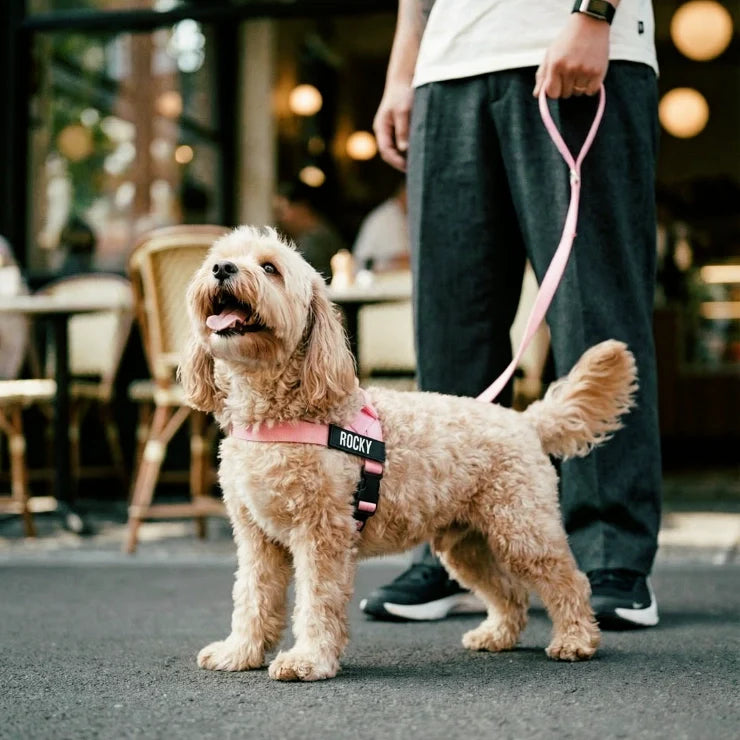Personalised Dog Harness - Pink